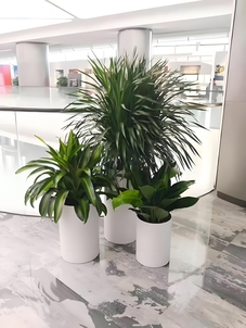 鄞州花木租摆哪家好